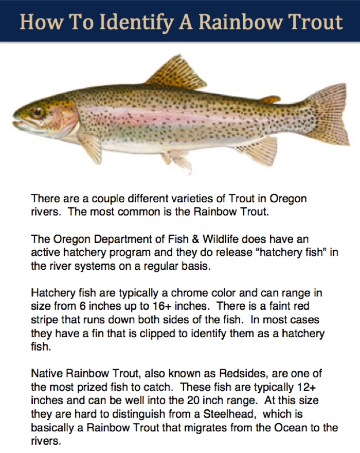 Roaring Fork Guide Service McKenzie River Guide Rainbow Trout